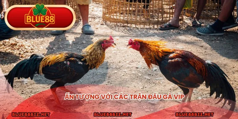 Ấn tượng với các trận đấu gà VIP